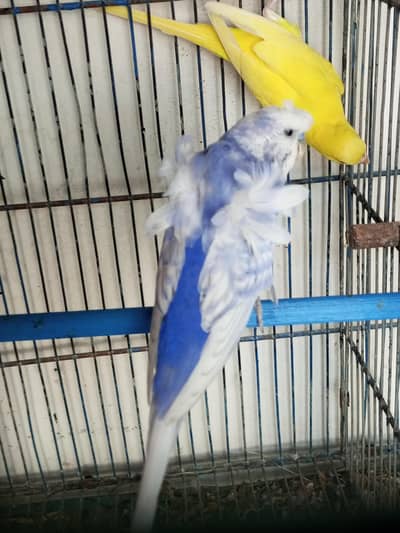 Hongoromo double flower male for sell