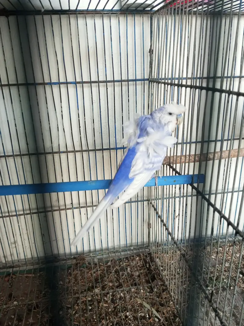 Hongoromo double flower male for sell — photo 2