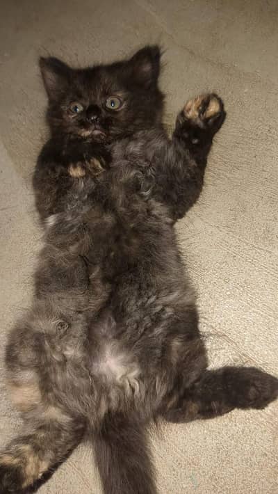 Persian Cat for Sell