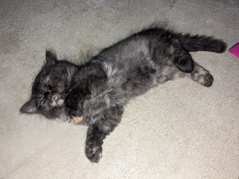 Persian Cat for Sell — photo 2