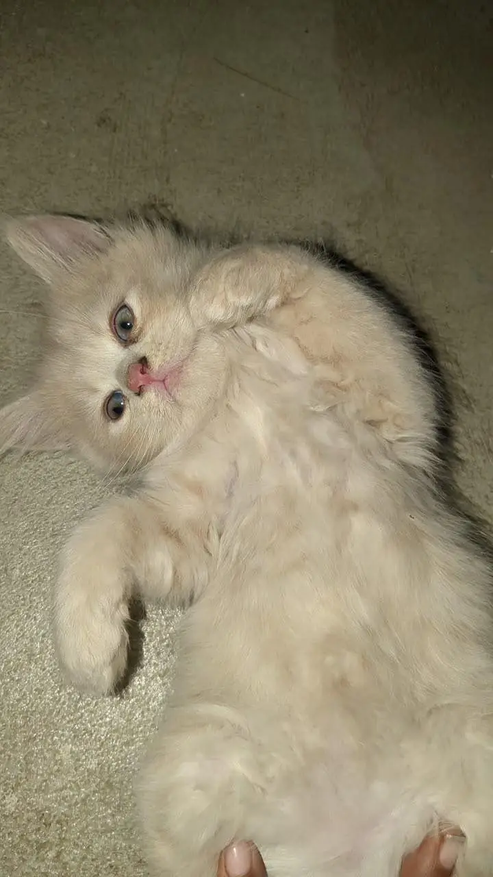 Persian Cat for Sell — photo 3