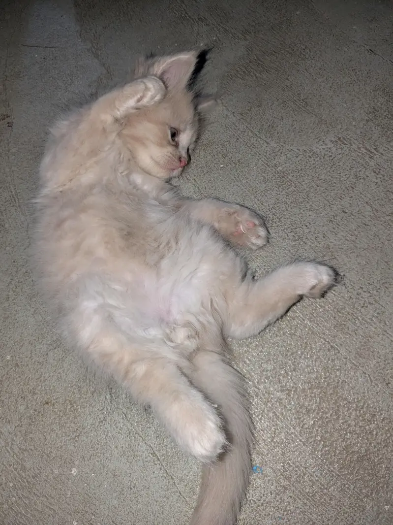 Persian Cat for Sell — photo 4