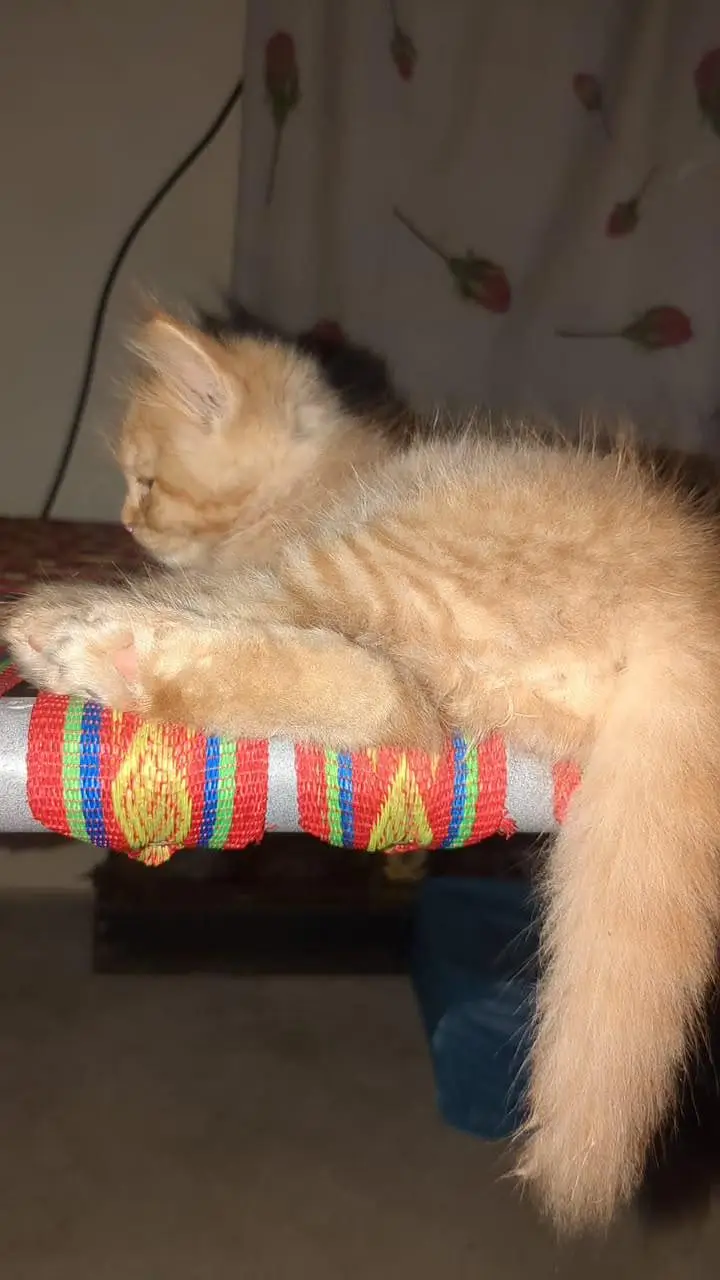 Persian Cat for Sell — photo 5