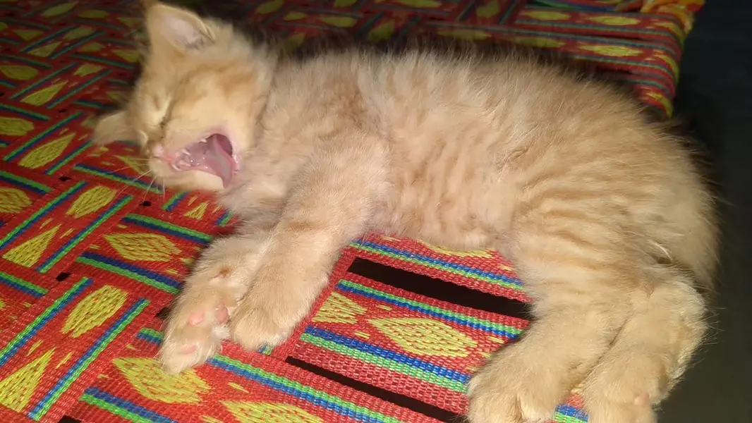 Persian Cat for Sell — photo 6