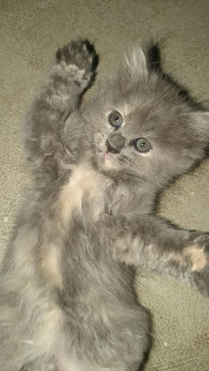 Persian Cat for Sell — photo 7