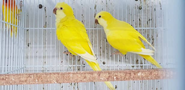 Yellow monk breeding with Eggs