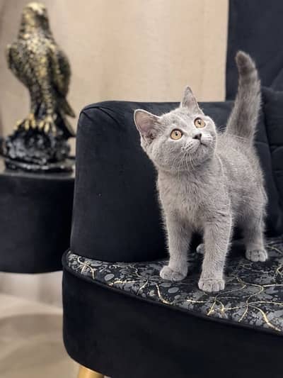 British Shorthair kitten available
