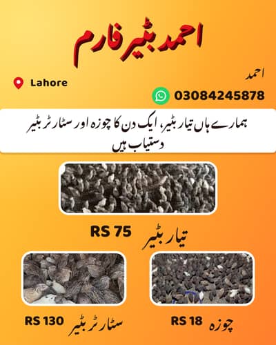 Batair / Quails / batair chicks / egg laying batair / quality bater