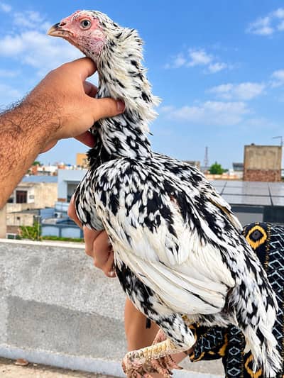 Two breeder for sale cheeni long height female mushki zero size female