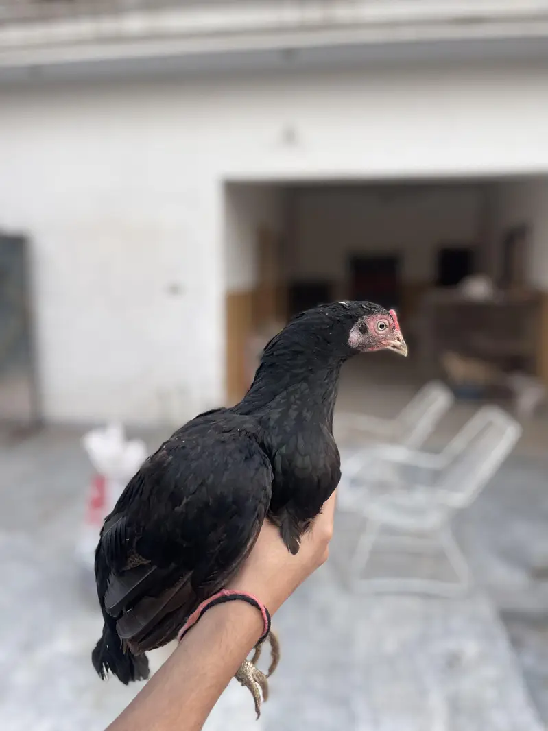 Two breeder for sale cheeni long height female mushki zero size female — photo 2
