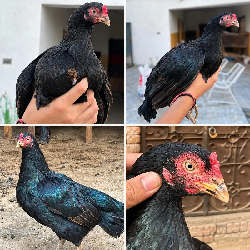 Two breeder for sale cheeni long height female mushki zero size female — photo 3