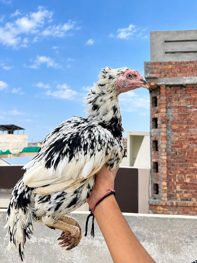 Two breeder for sale cheeni long height female mushki zero size female — photo 4