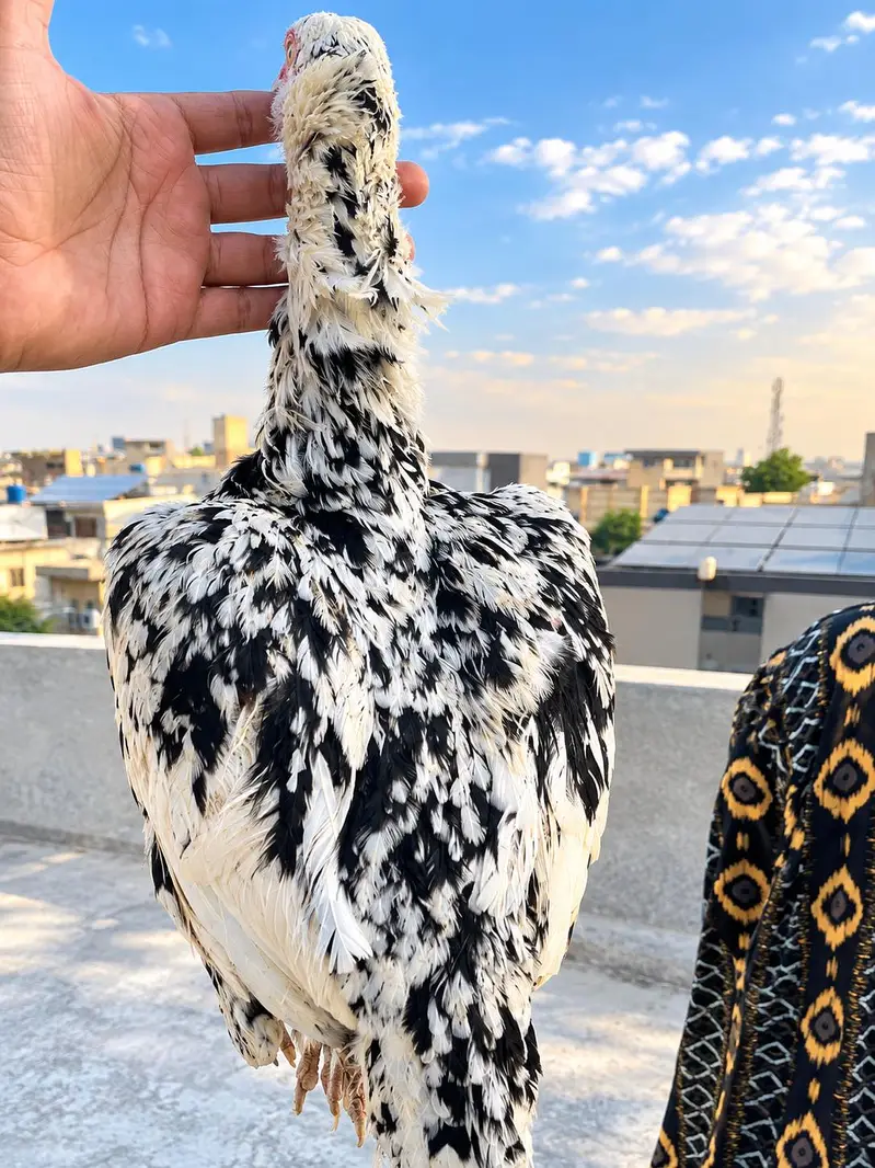 Two breeder for sale cheeni long height female mushki zero size female — photo 5