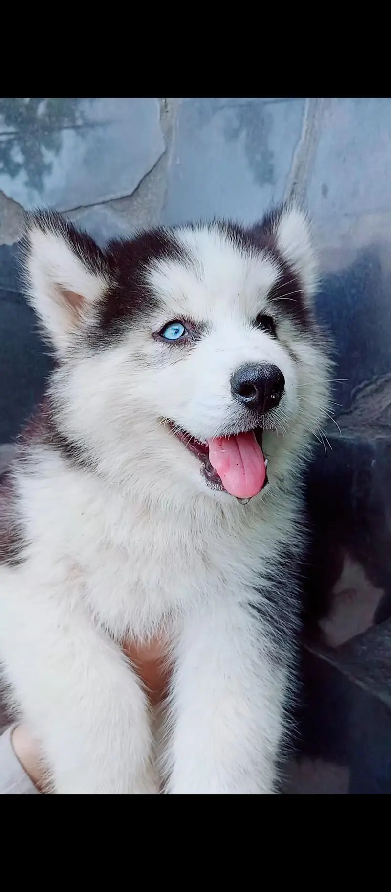 sibarian husky puppies available