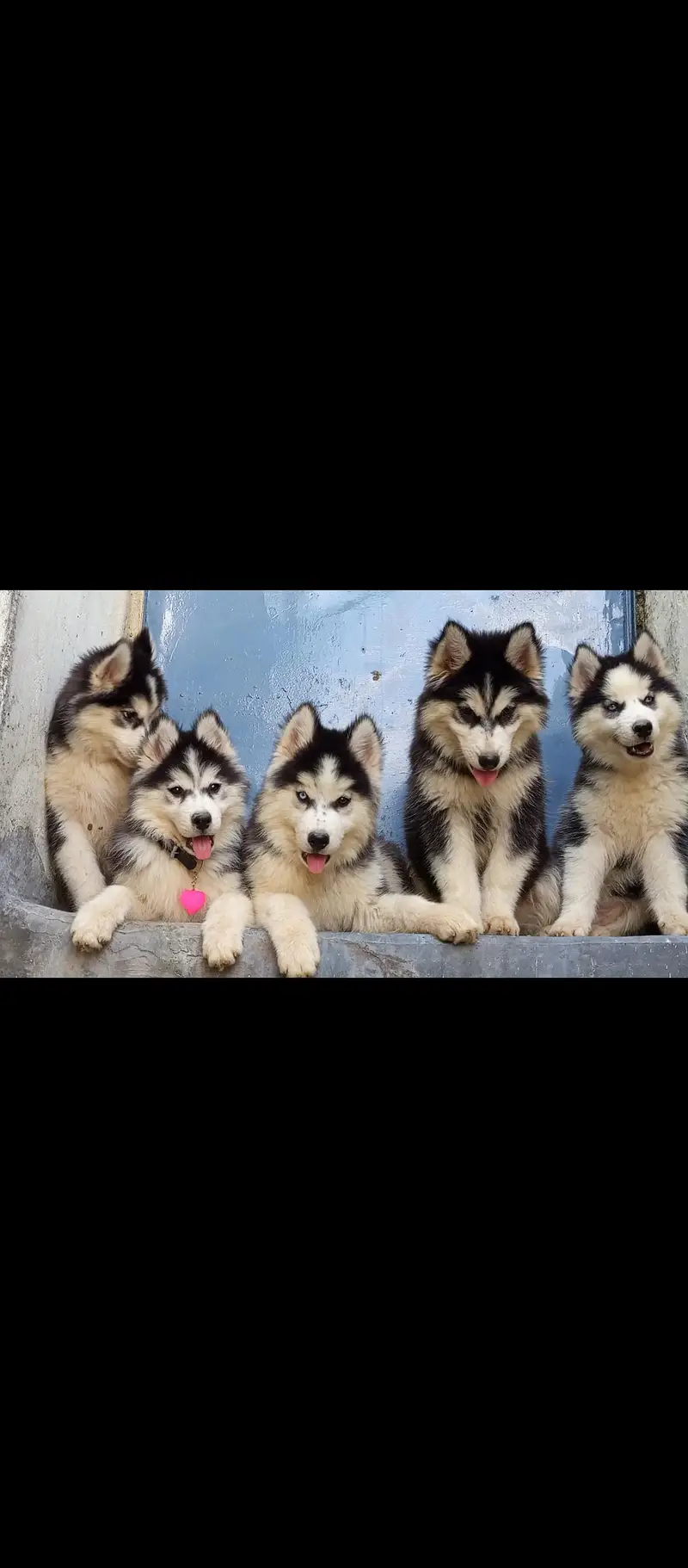 sibarian husky puppies available — photo 2