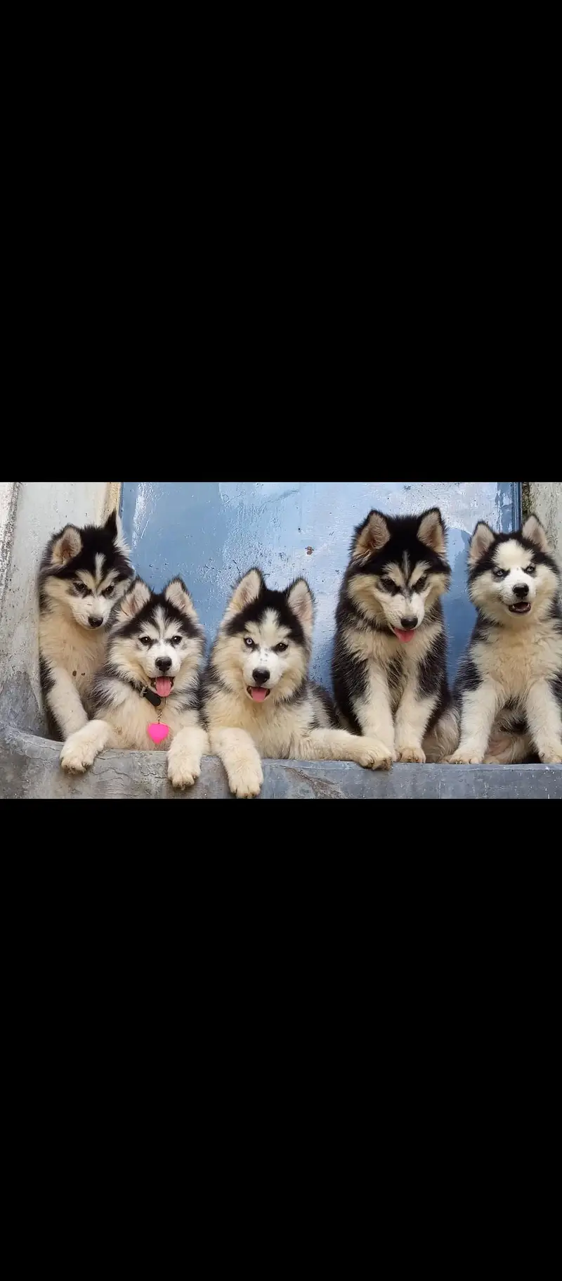 sibarian husky puppies available — photo 3