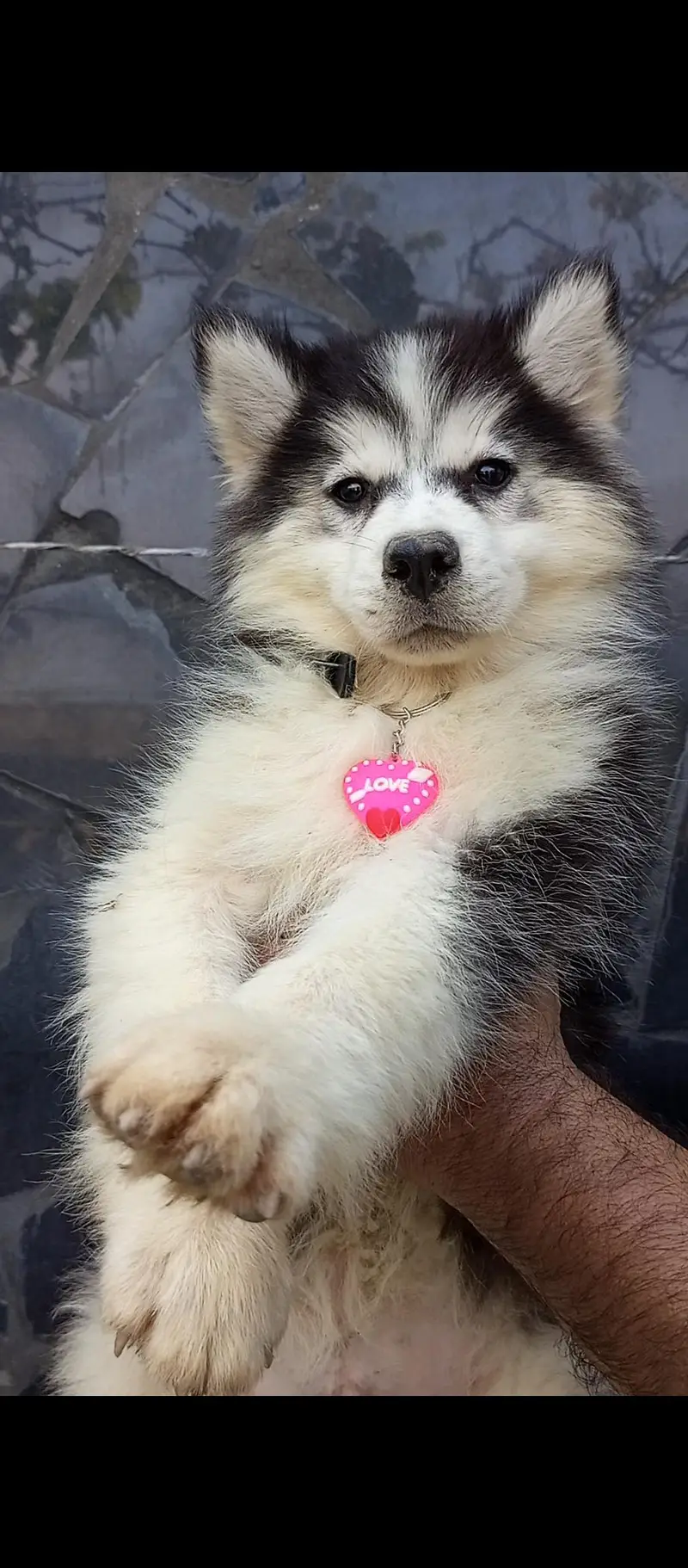 sibarian husky puppies available — photo 4