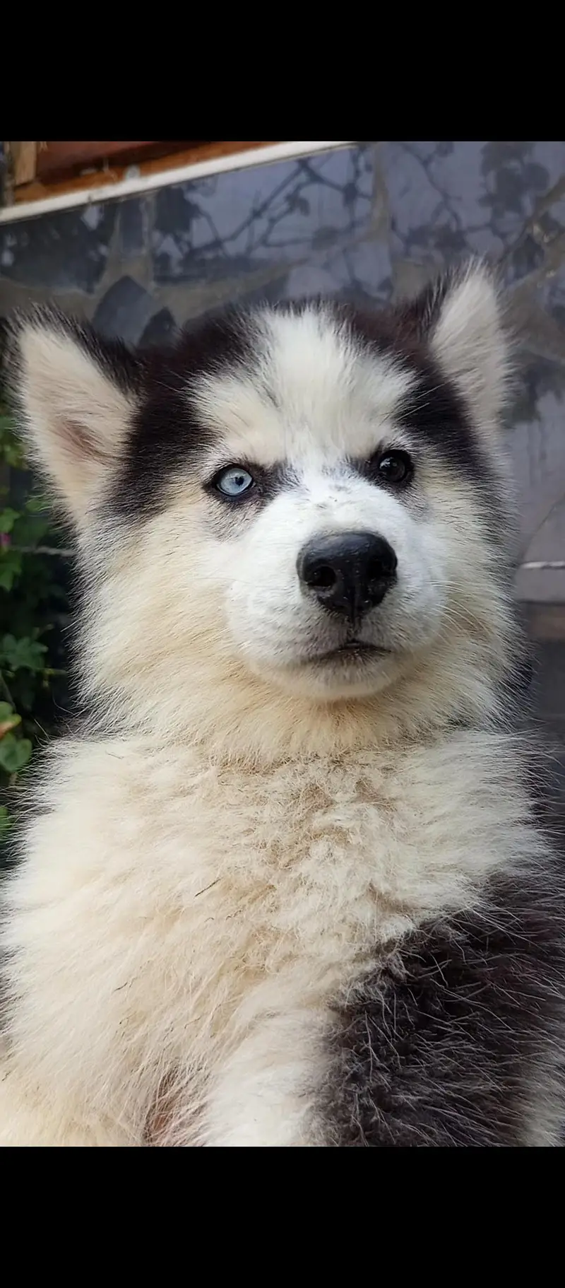 sibarian husky puppies available — photo 7