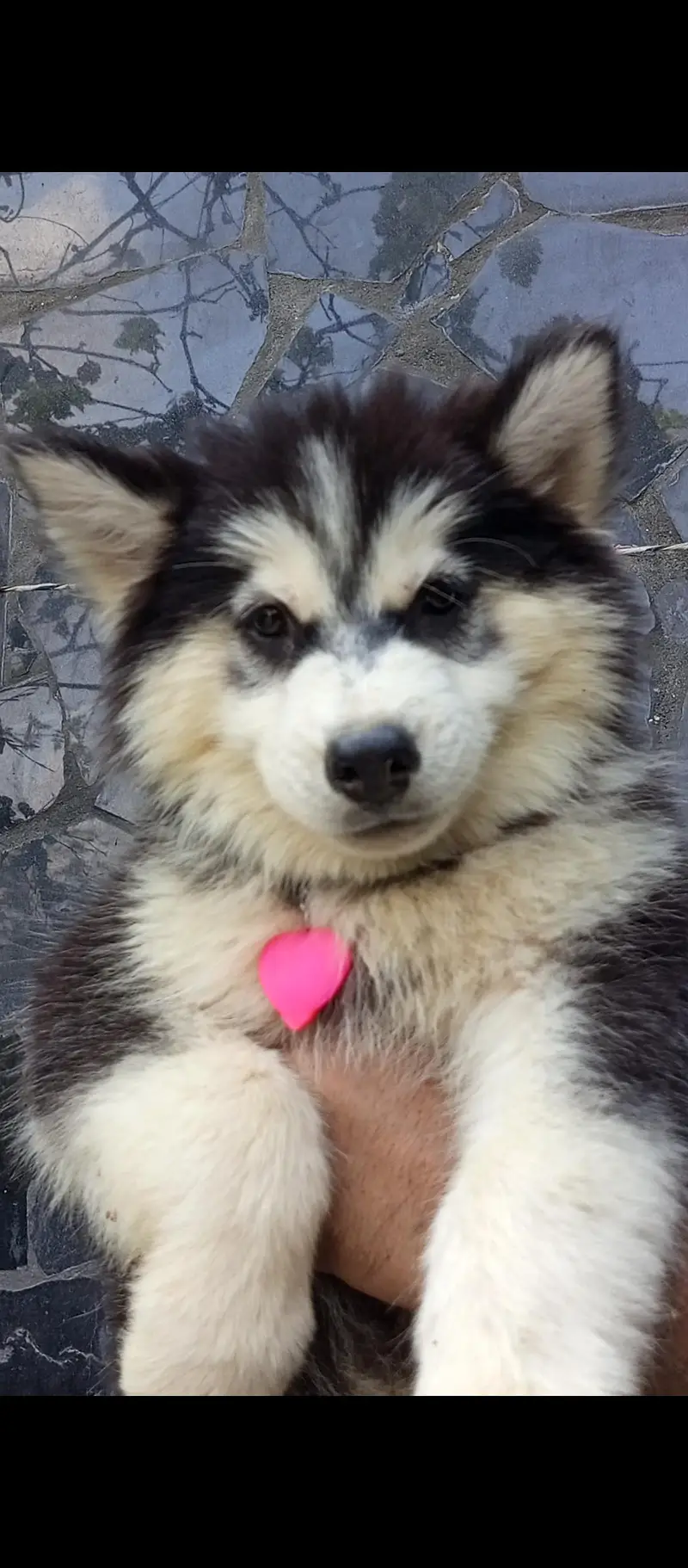 sibarian husky puppies available — photo 8