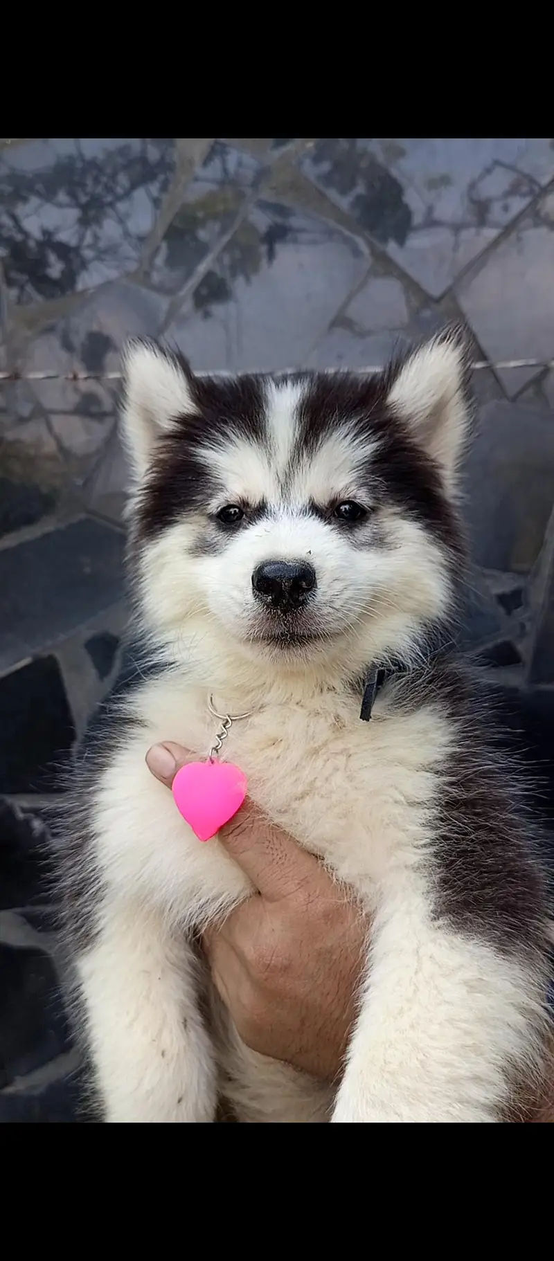 sibarian husky puppies available — photo 9