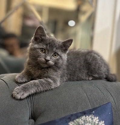 British Shorthair Male kitten available