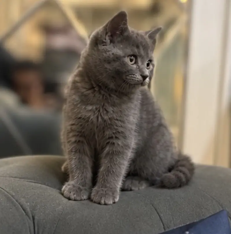 British Shorthair Male kitten available — photo 2