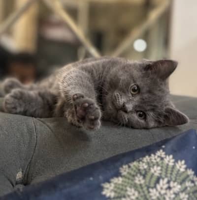British Shorthair Male kitten available