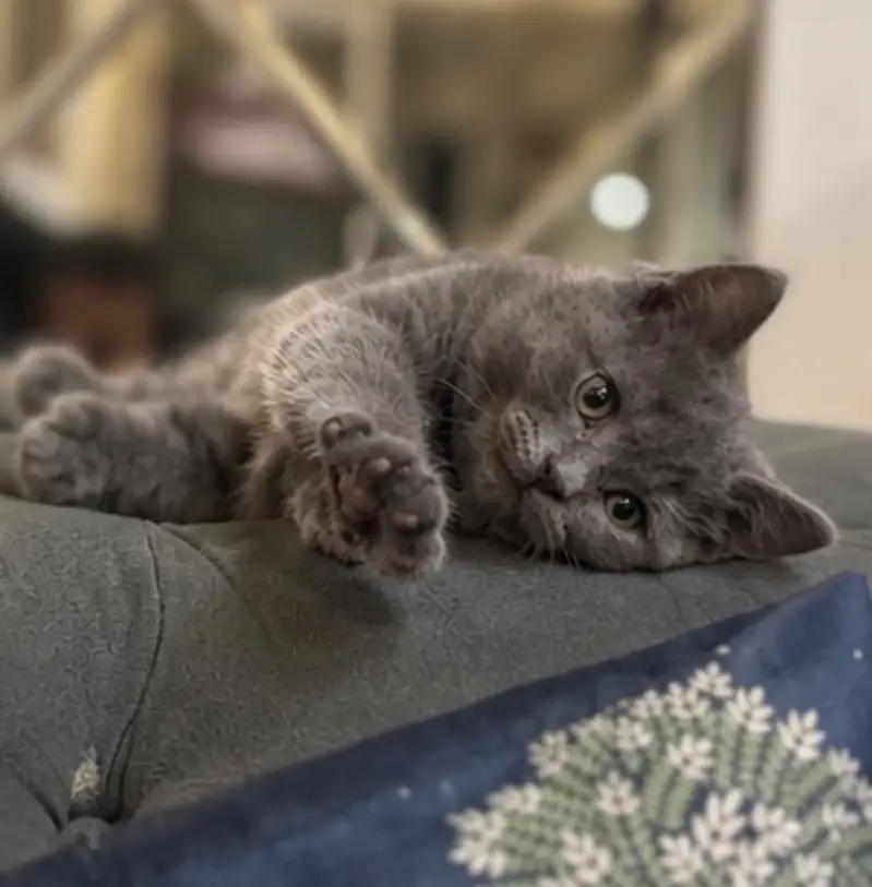 British Shorthair Male kitten available — photo 3