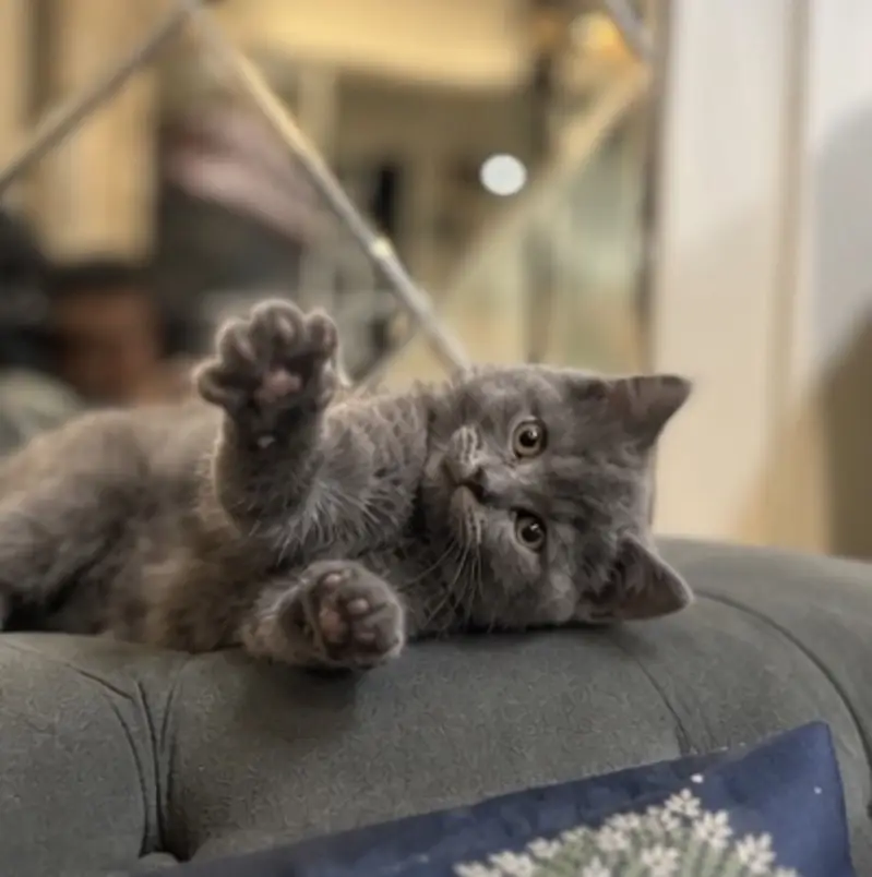 British Shorthair Male kitten available — photo 4