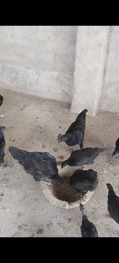 ayam cemani