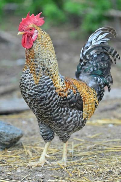 golden misri adult