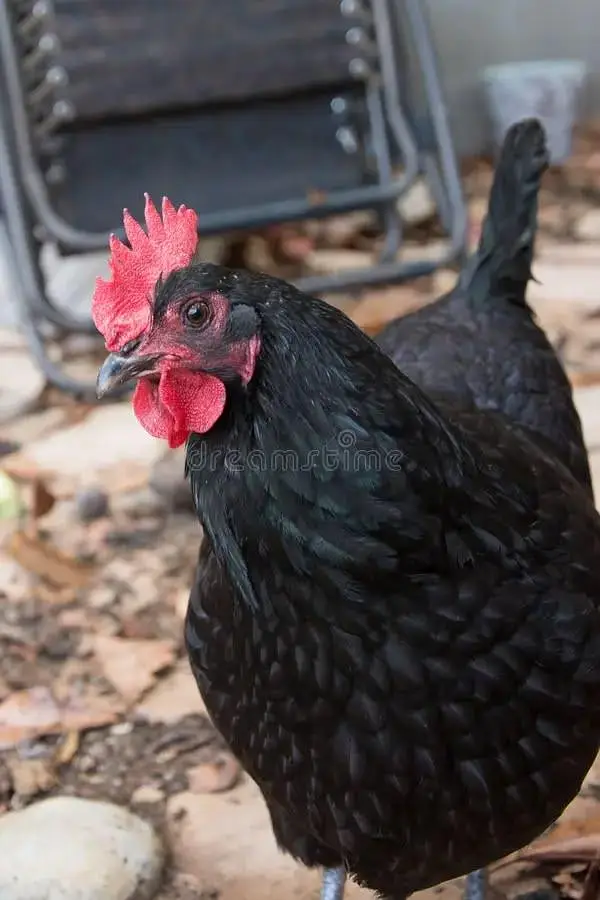 golden misri adult — photo 2