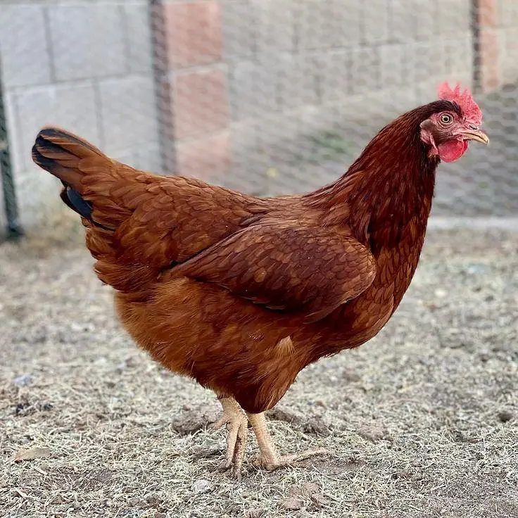golden misri adult — photo 3