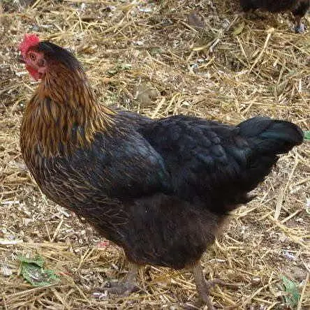 golden misri adult — photo 4