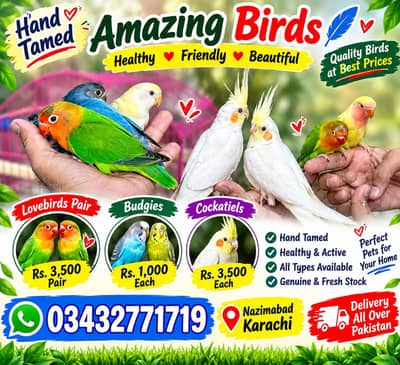 Hand-Tamed Birds Cocktails conure love bird