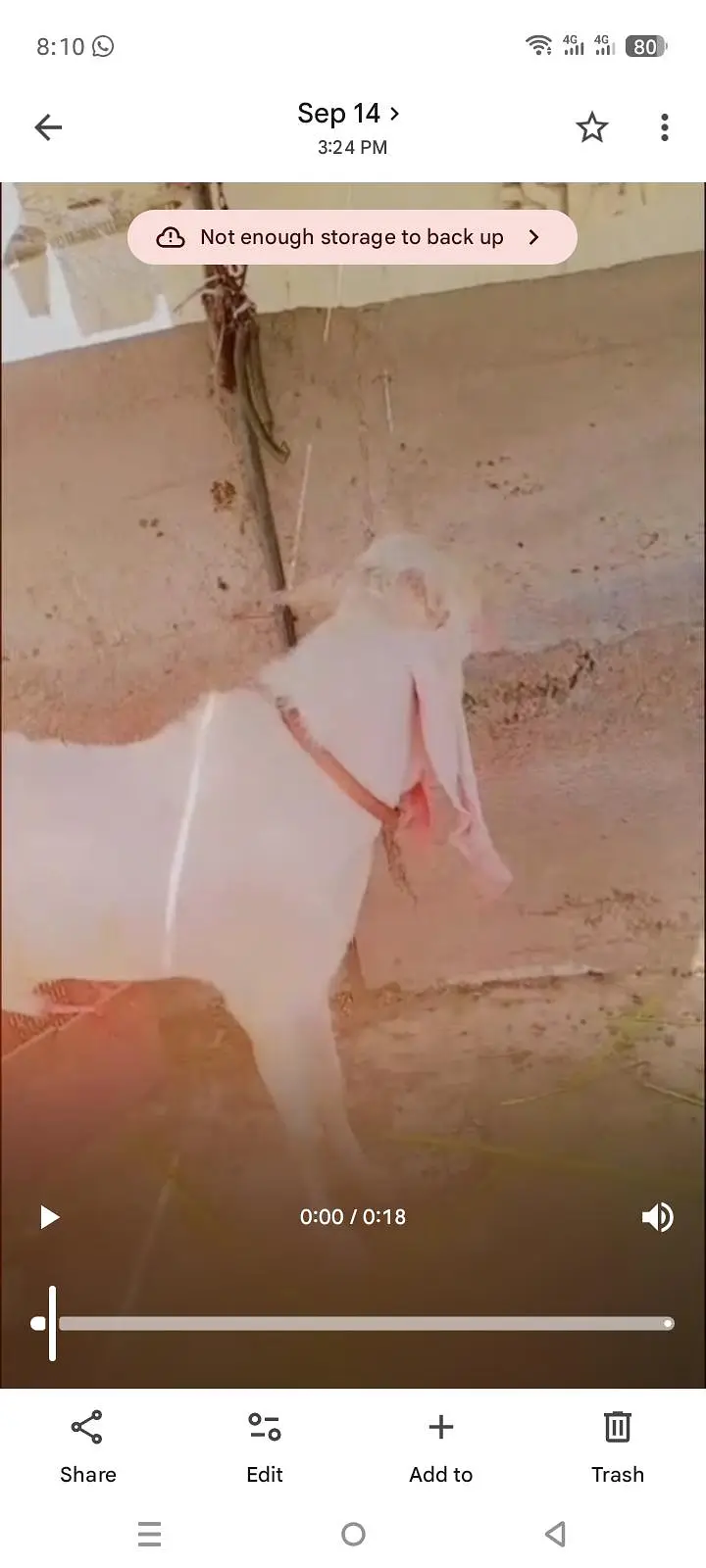 gulabi bakra 2dant — photo 3
