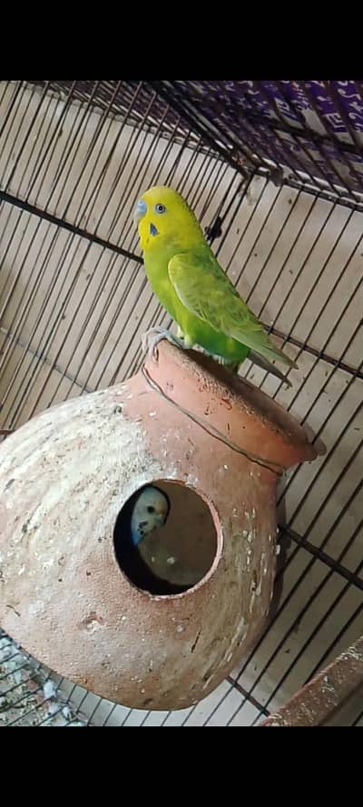budgie and albino ,Fisher breeder pair available with DNA and proof