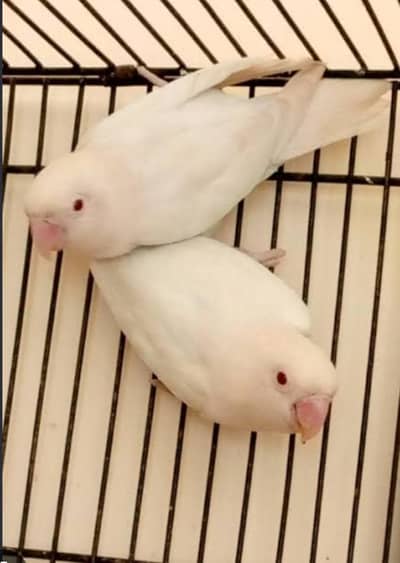 albino , breeder pair available with DNA and proof