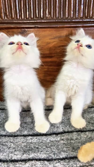 Persian triple coat