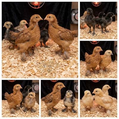 Fancy Chicks Available /Polish/Silkie/Bantam/Sebright/Buff/All Breeds