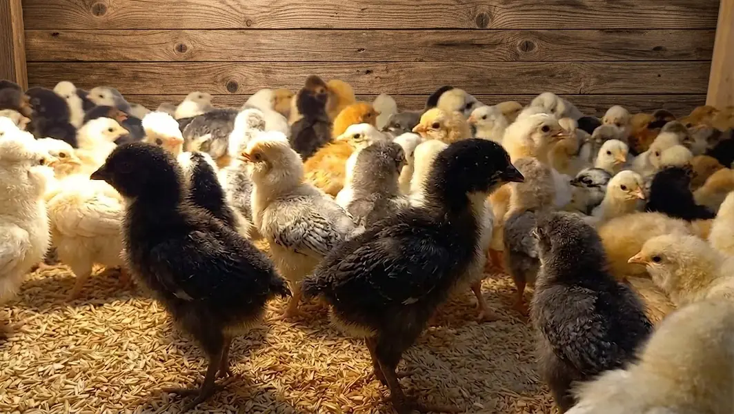 Fancy Chicks Available /Polish/Silkie/Bantam/Sebright/Buff/All Breeds — photo 3