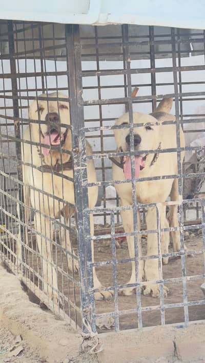 IMORTED ALABAI MALE AND FEMALE( CENTRAL ASIAN SHEPHERD)