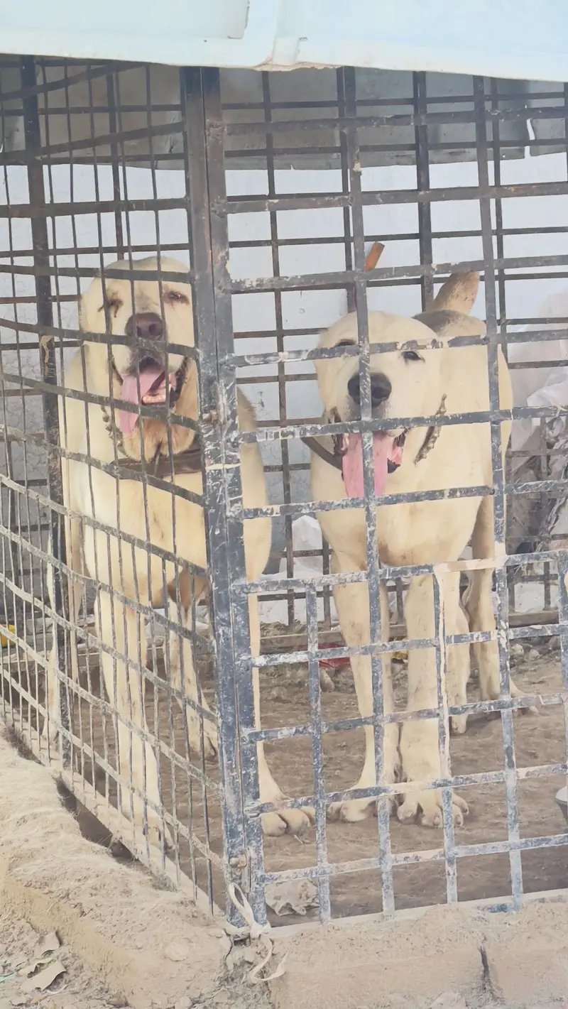 IMORTED ALABAI MALE AND FEMALE( CENTRAL ASIAN SHEPHERD)