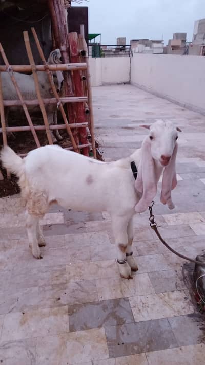 Healthy and active bakra for qurbani 2027