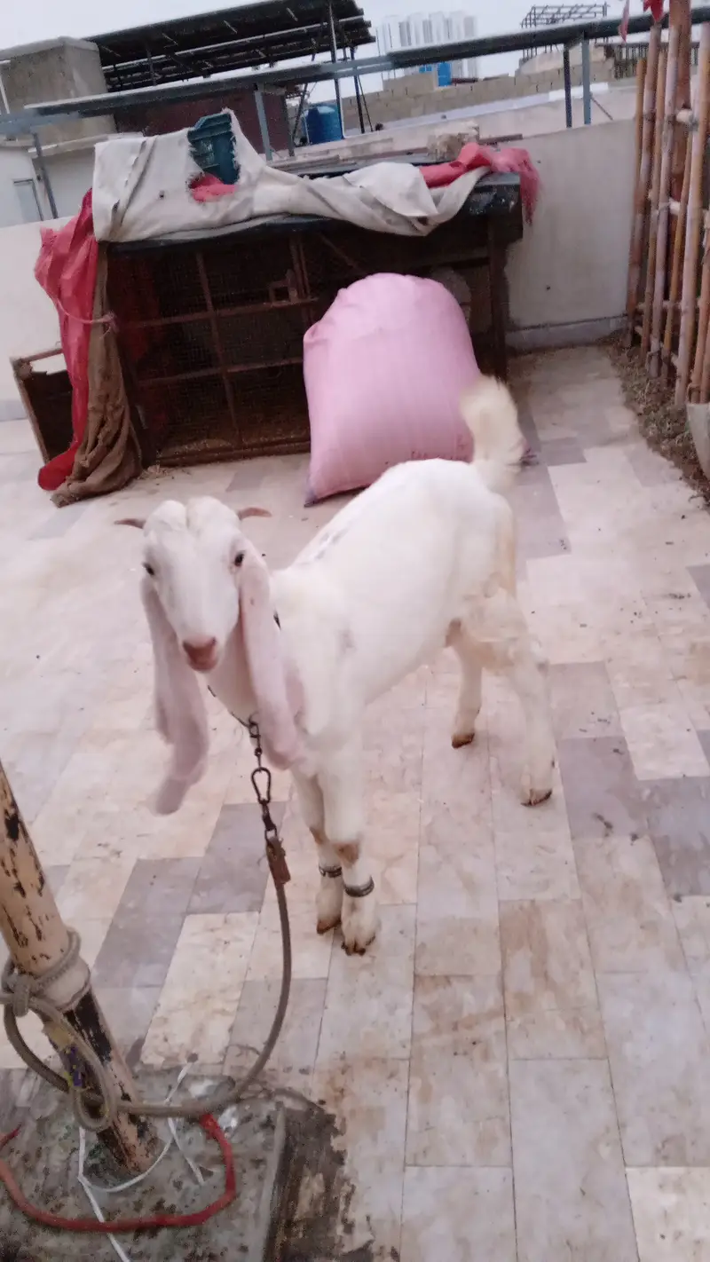 Healthy and active bakra for qurbani 2027 — photo 2