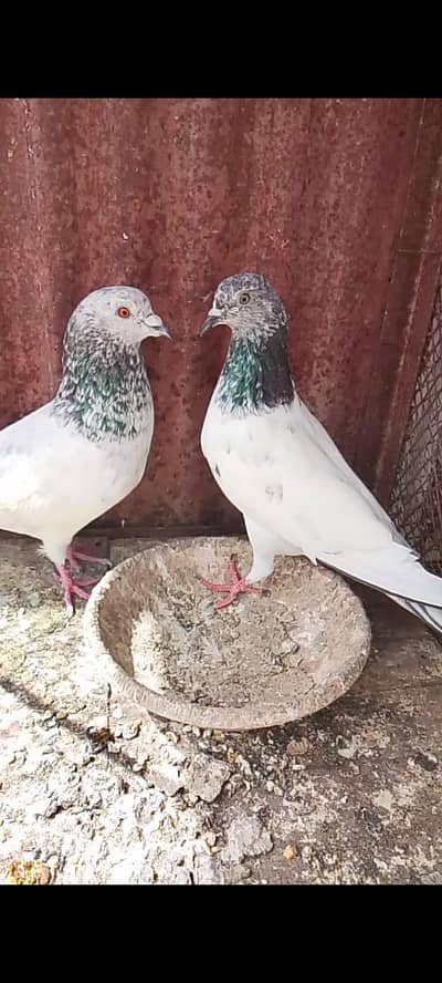 kalseera or black Patil kabootar breeder pair available for sale