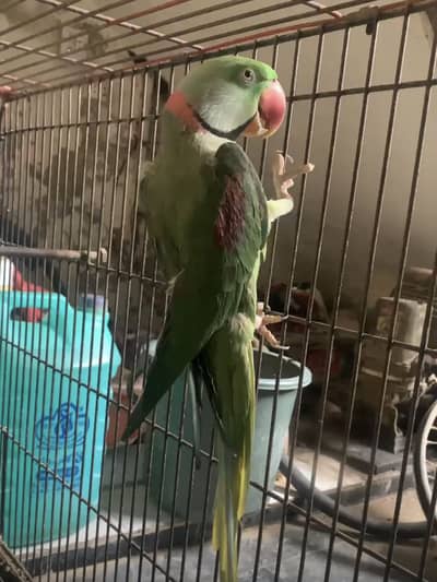kashmiri pair breeder pair Male hand tame o bite