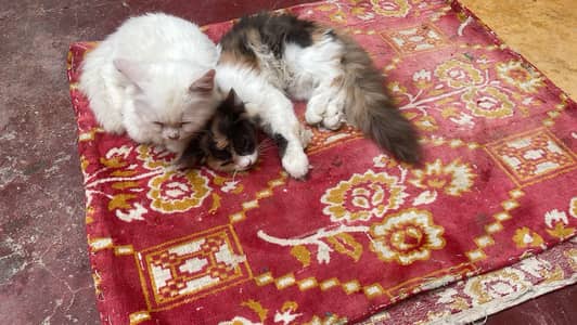 Persian cat pair