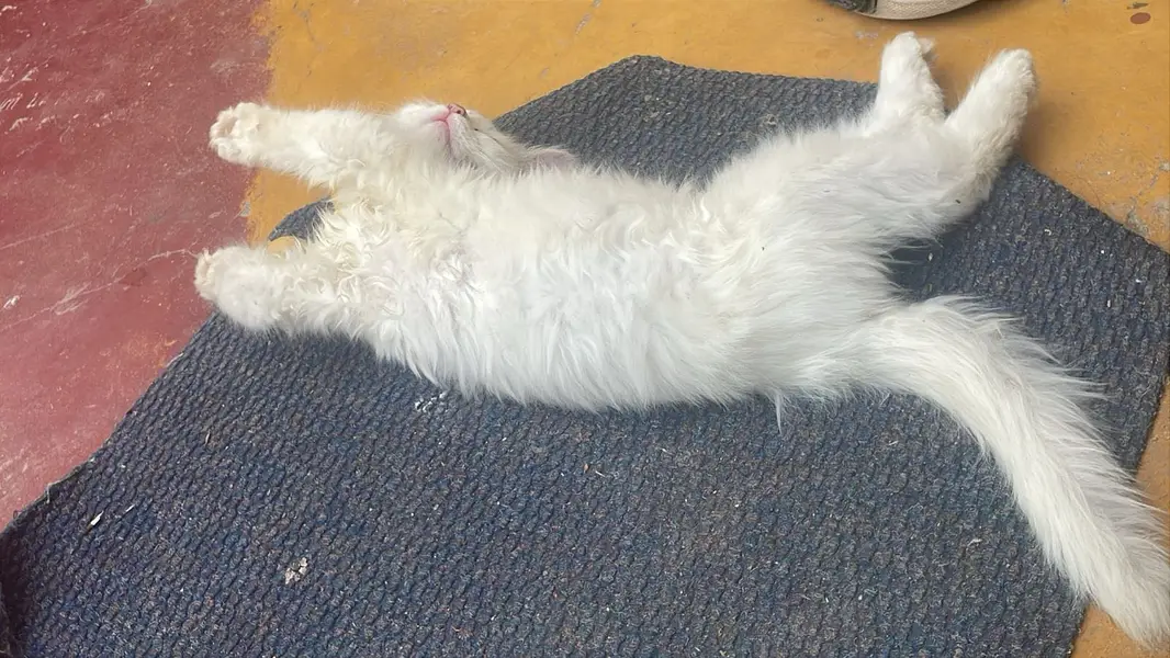 Persian cat pair — photo 3