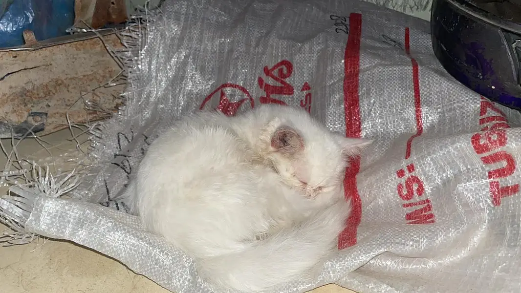 Persian cat pair — photo 4